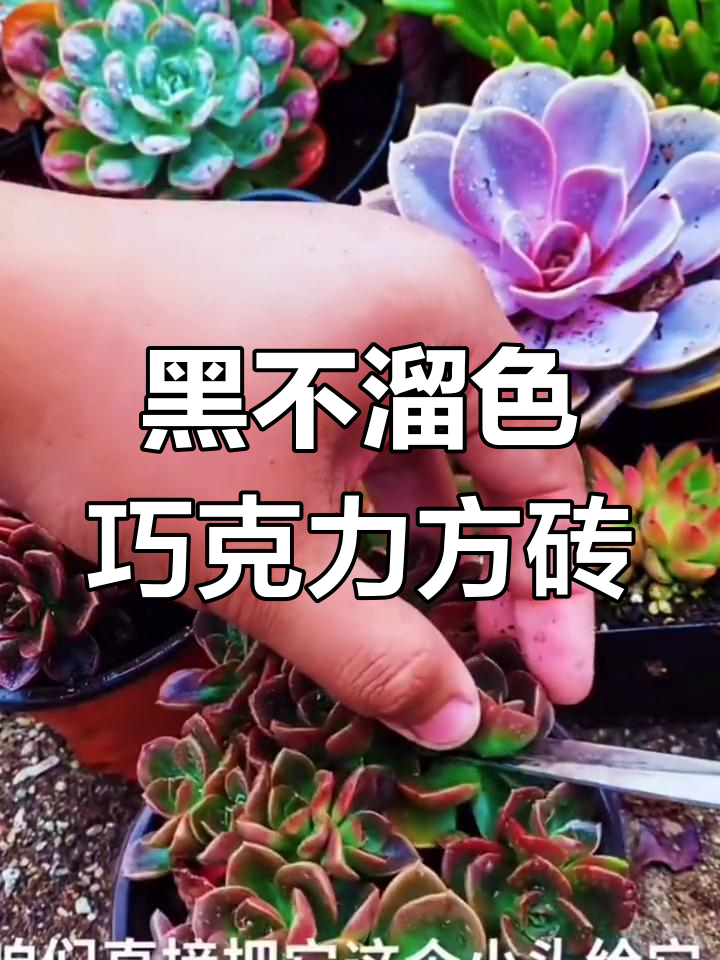 巧克力方砖多肉养护全攻略