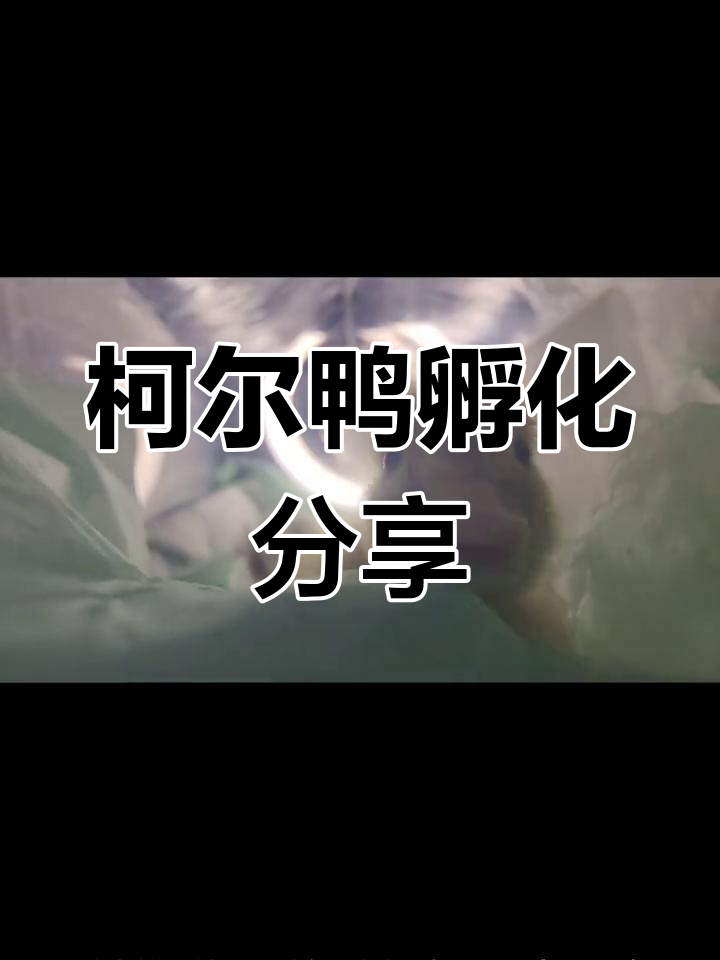 柯尔鸭蛋孵化全过程,经历两次停电终于出壳