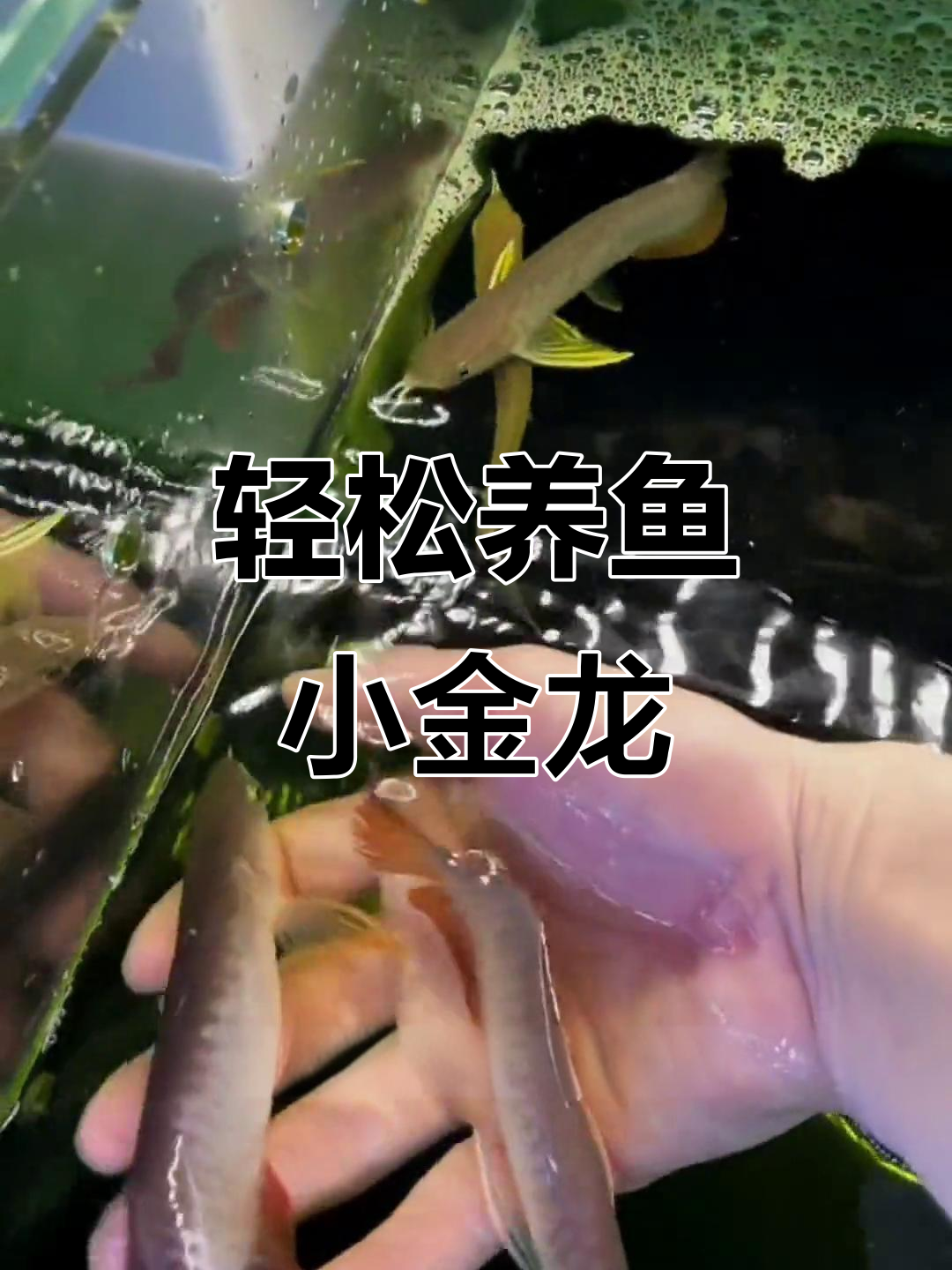 小金龙苗徒手抓，古典底色高爬背