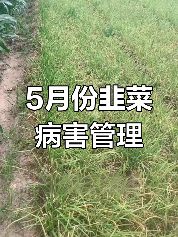 五月高温高湿,韭菜病害防治全攻略