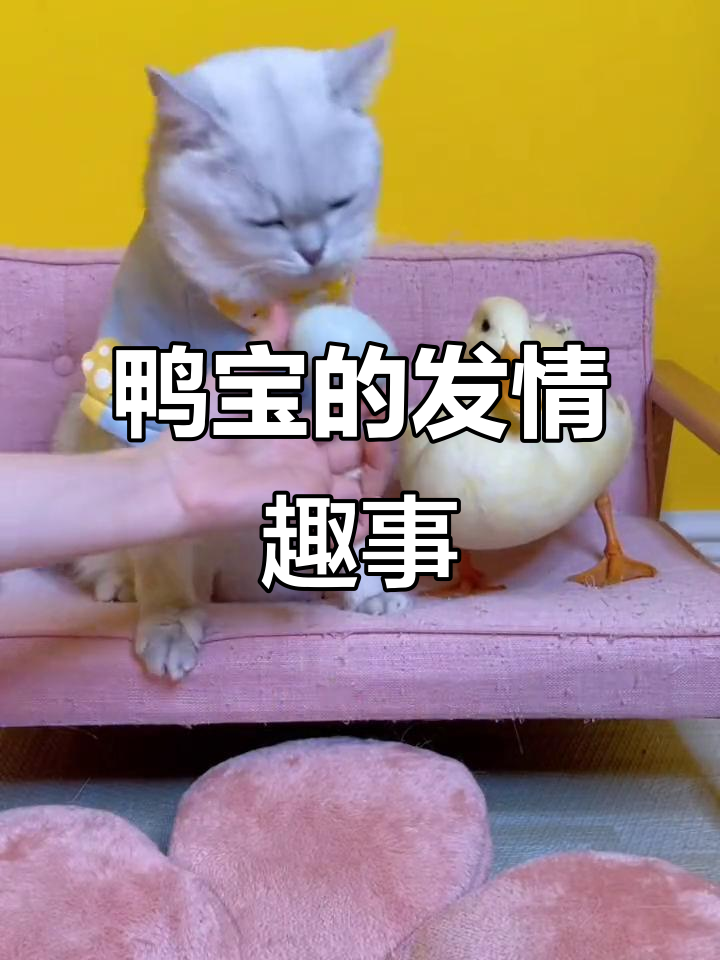 鸭宝发情了,包仔和王仔忙着给它找媳妇儿