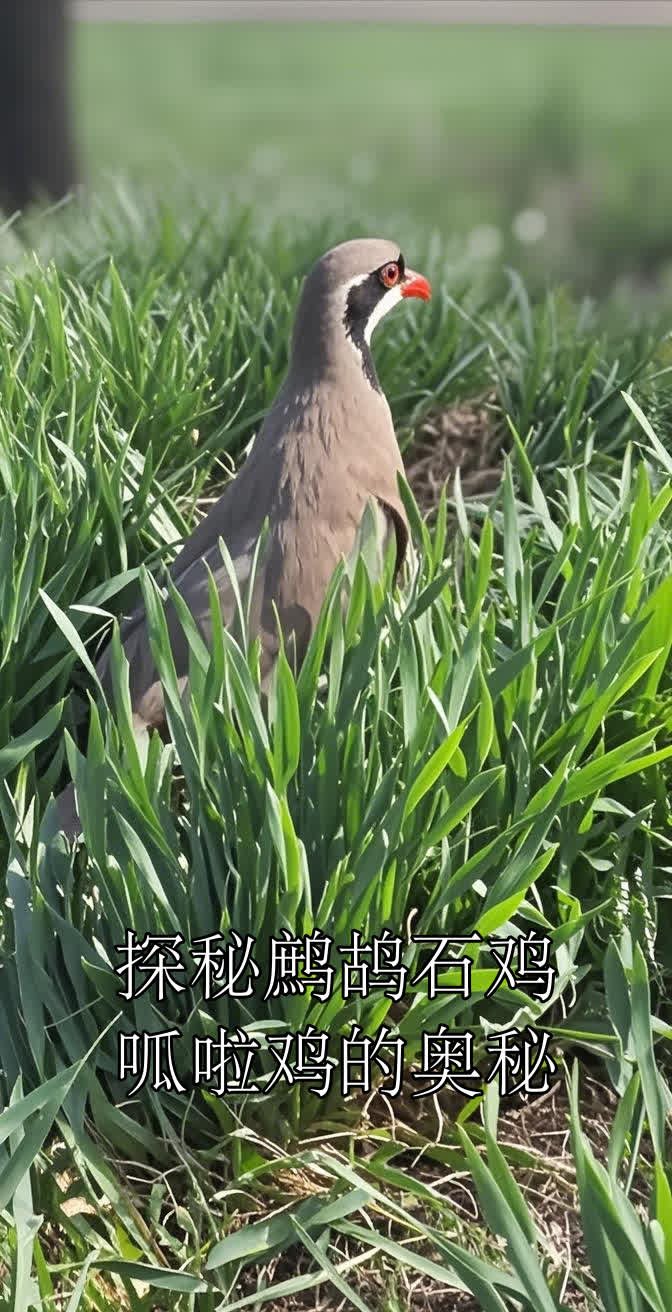 探秘鹧鸪石鸡呱啦鸡的奥秘