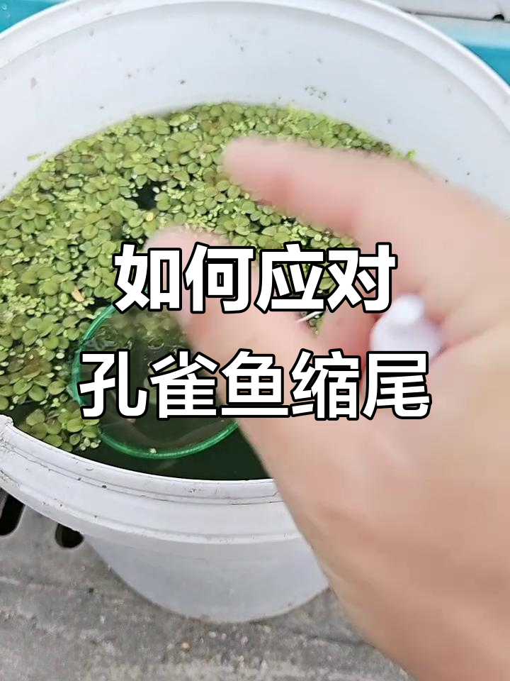 孔雀鱼缩尾怎么办？正确处理方式揭秘
