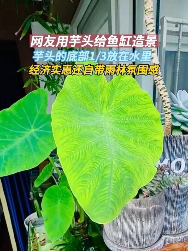 3月21日，山东烟台。用芋头作鱼缸的“天然造景植物”，经济实惠且颜值高，还能和鱼类形成共生