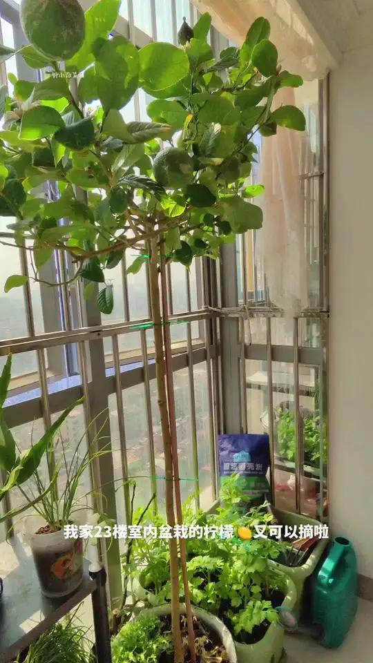 快来秀出你家的柠檬吧#盆栽柠檬惠州23楼阳台小菜园真实生活分享计划