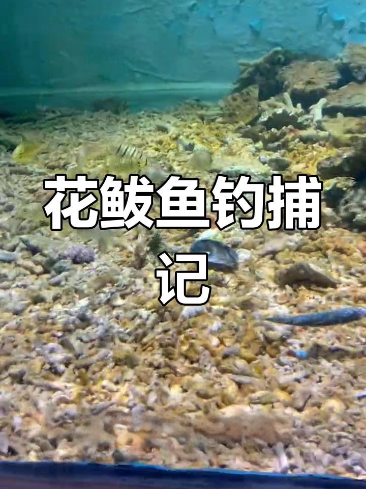 鲨鱼食短缺?花鲅鱼的“自救”计划!