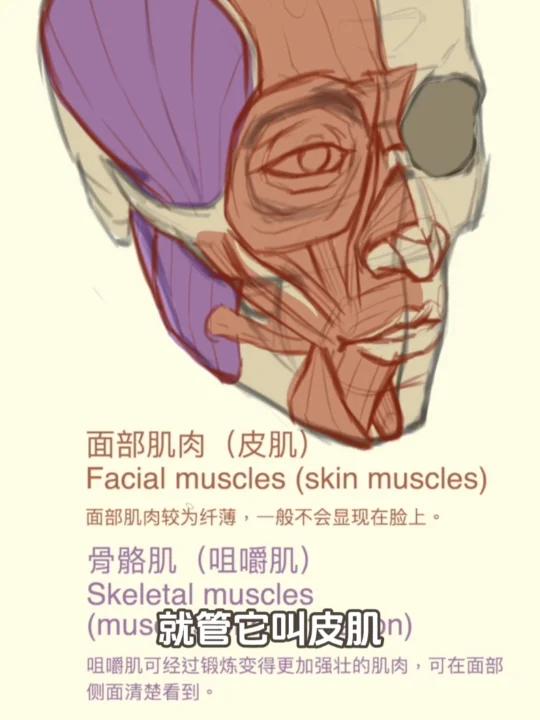 面部肌肉到表情的形成～