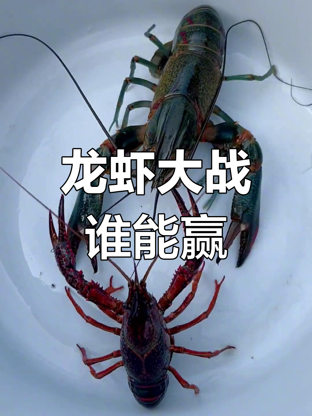 蓝龙虾与小龙虾的“对决”:谁更强?