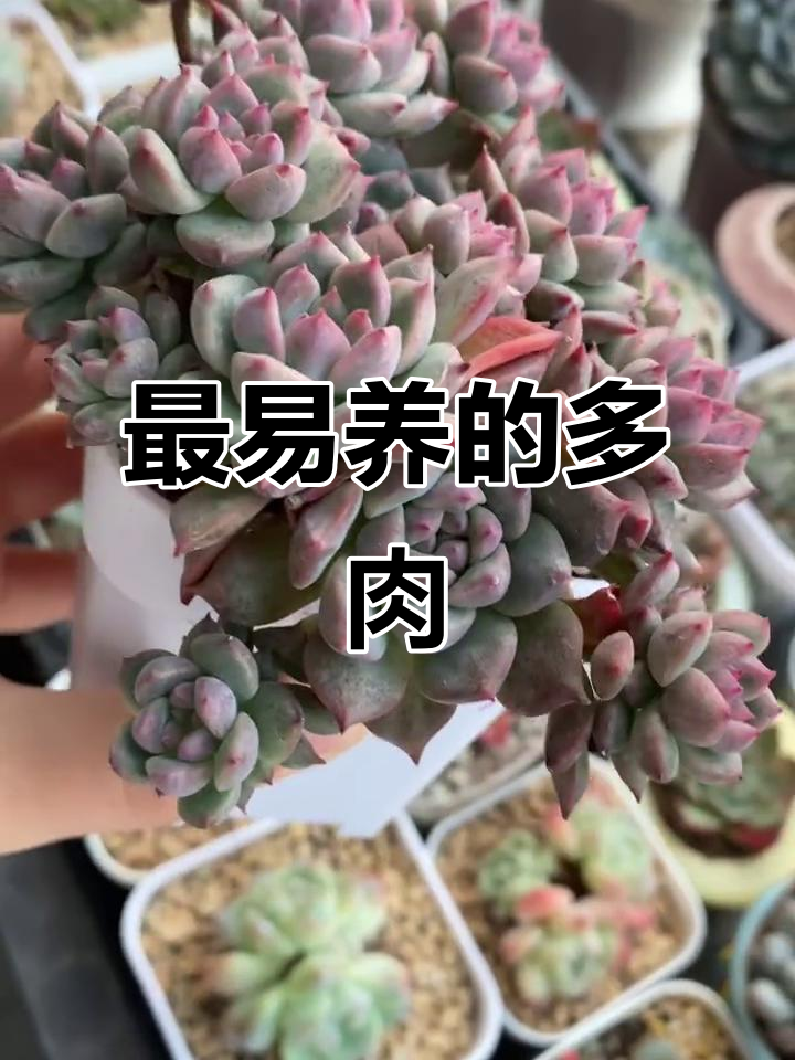 霜花多肉养护心得,轻松搞定!