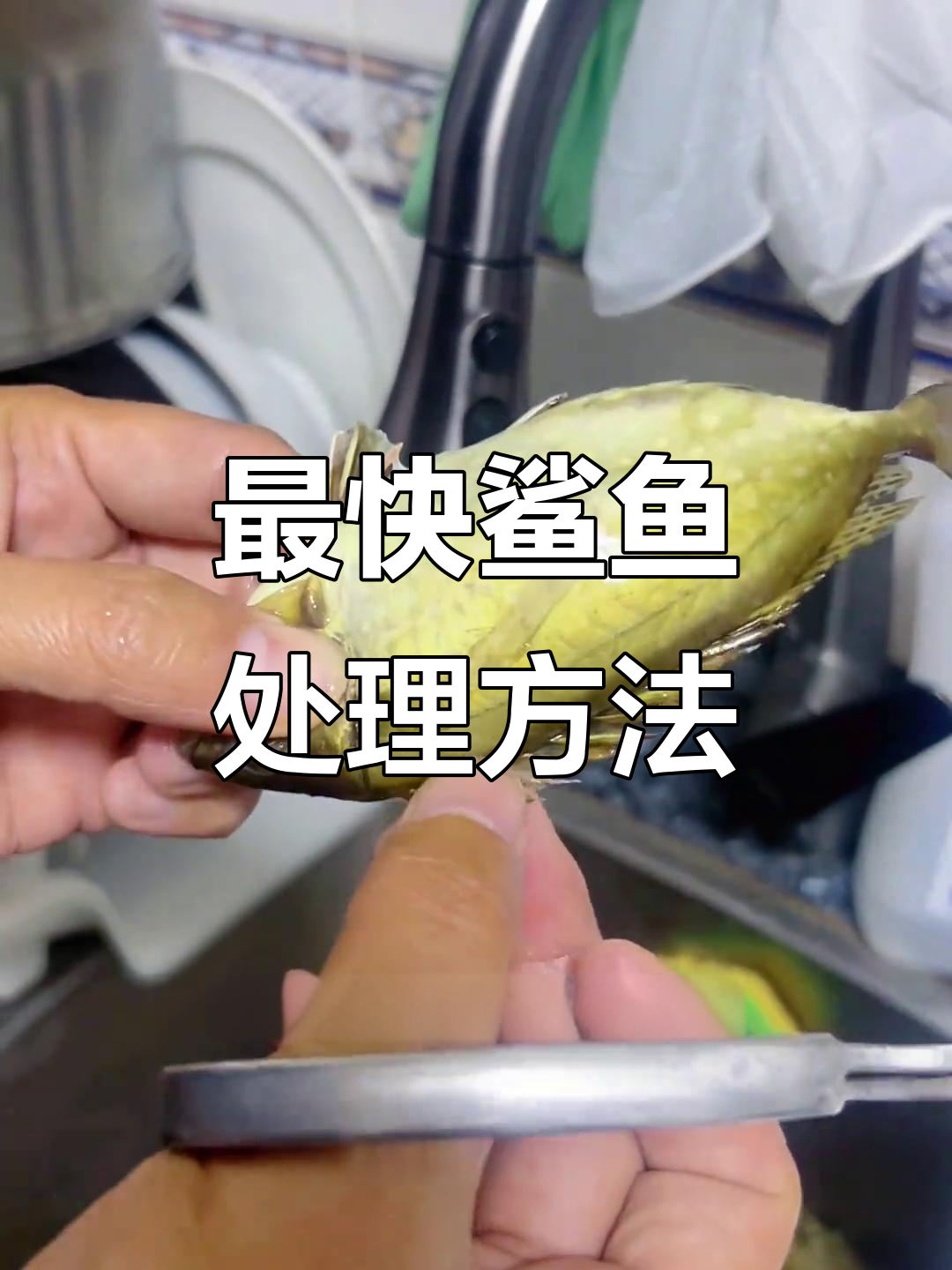 快速杀鲨鱼技巧,轻松去头和内脏