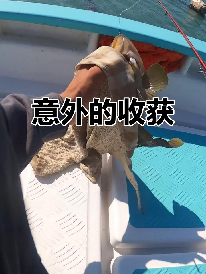 昨天竹午鱼闹钩,今天用软虫意外钓到石斑