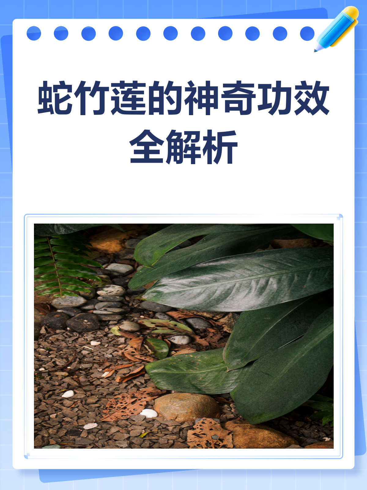 蛇竹莲?这草药竟能清热解毒还治蛇伤!