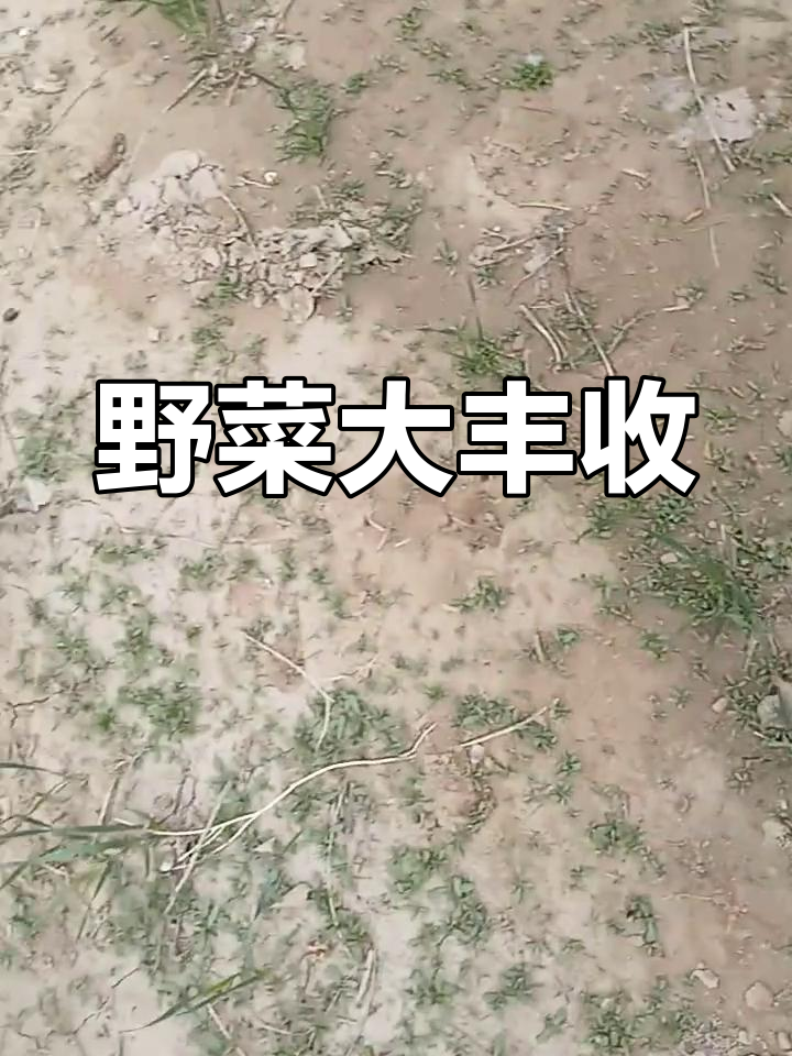 水萝卜苗长出,小园里野菜丰收!