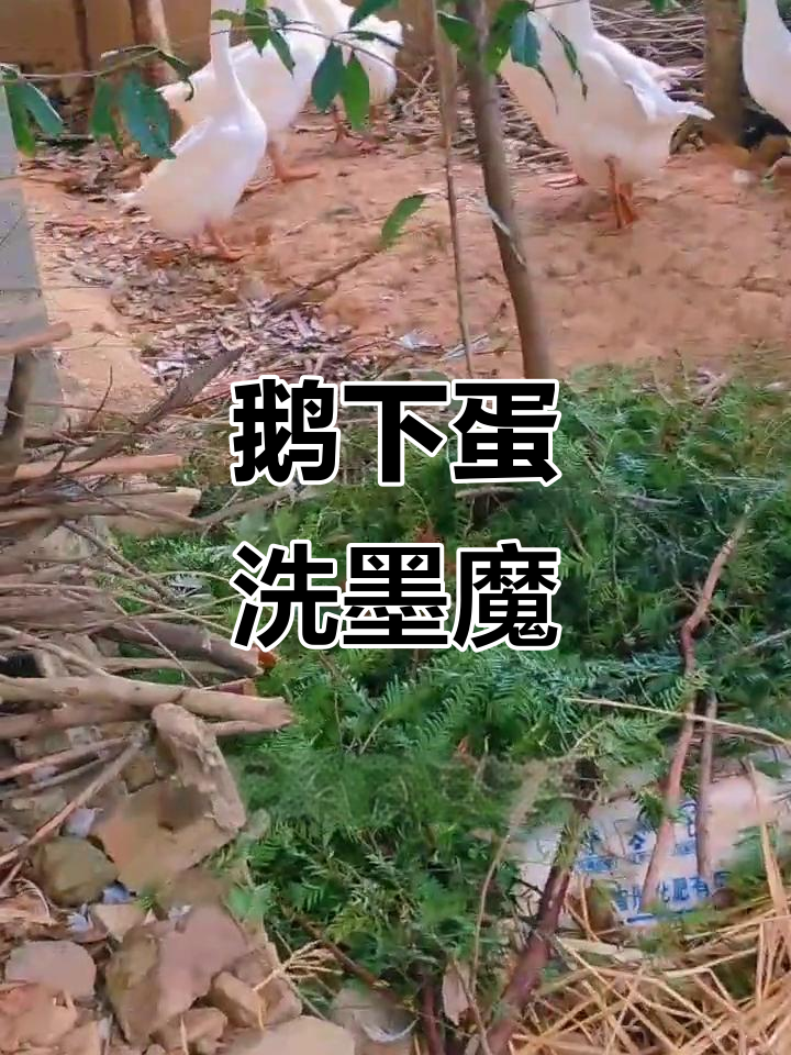 鹅下蛋了!洗墨魔三十一,直播搞笑瞬间大揭秘