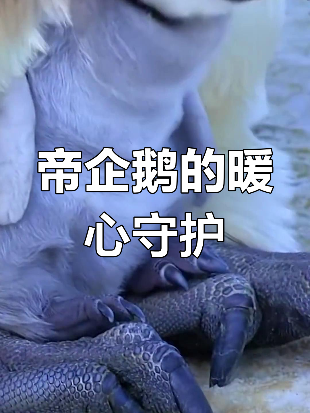 南极帝企鹅育儿袋中的萌宠宝宝