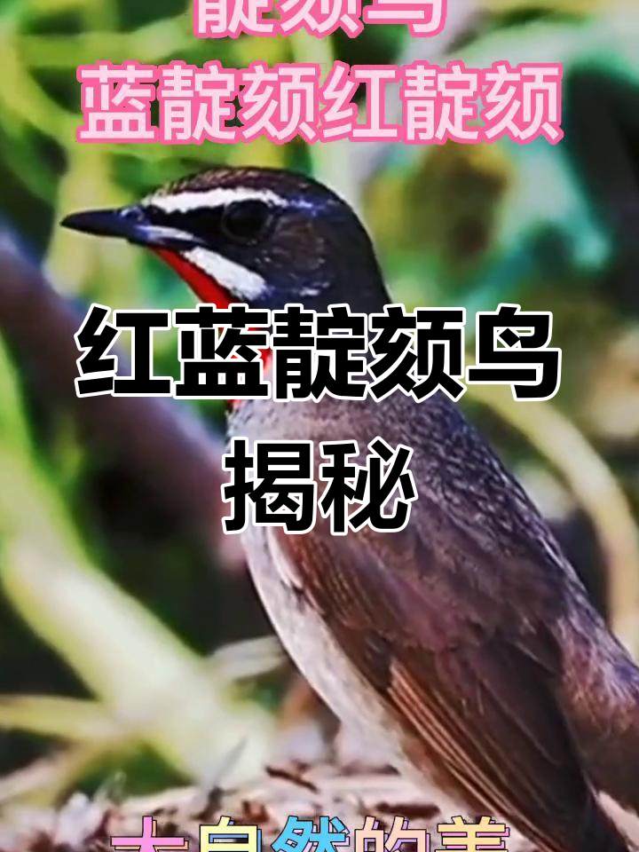 探索大自然中的靛颏鸟种类