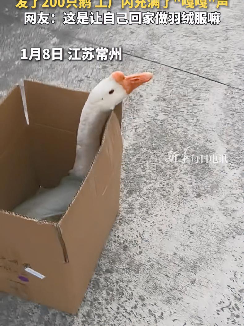 工厂发福利每人一只大鹅,发了200只鹅,工厂内充满了“嘎嘎”声,网友:这是让自己回家做羽绒