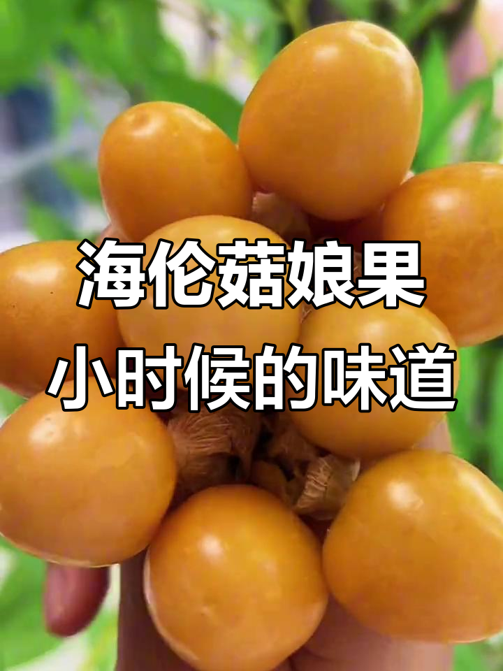 儿时味道再现!海伦黑土地菇娘果,脆甜又营养