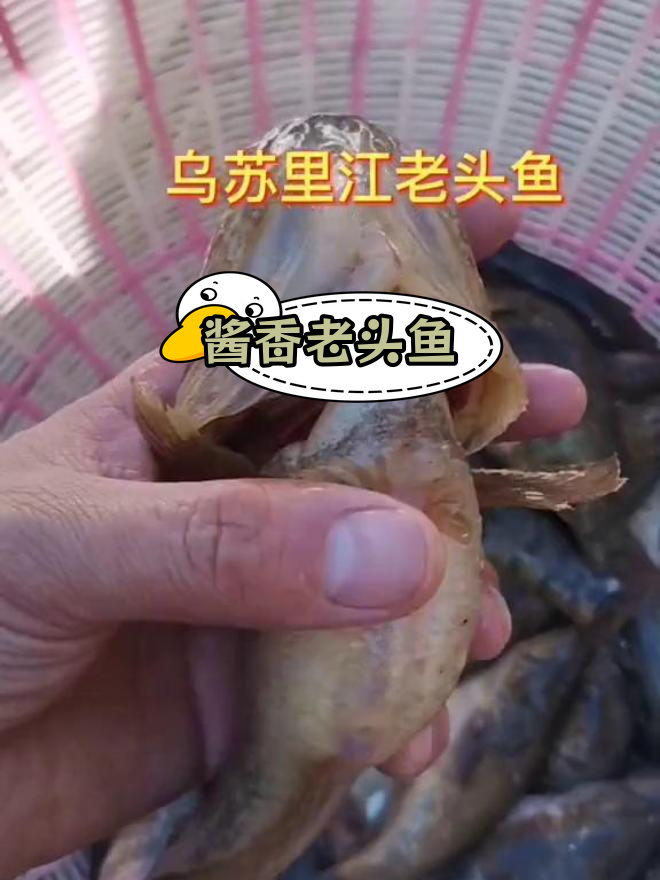 酱炖老头鱼,东北家常美味