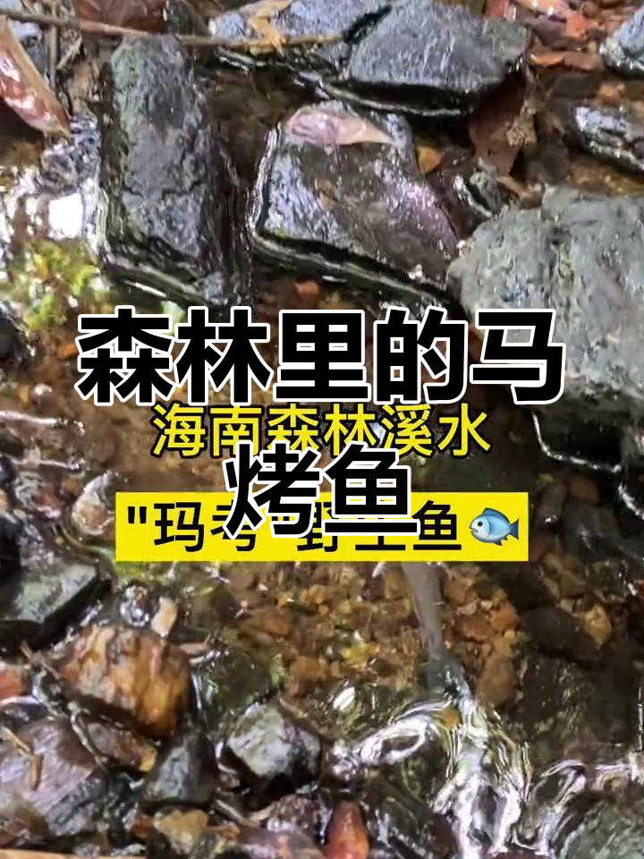 海南溪水中的野生鱼种,你见过吗?