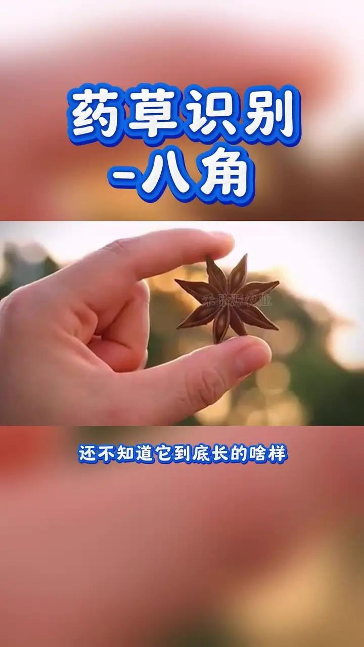 药草识别-走马芹;药草识别-走马芹;又名野白芷、野芹菜花,多年生草本伞形科,有毒
