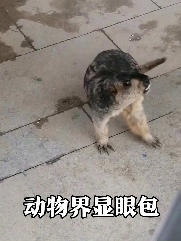 动物园显眼包大赏:土拨鼠咆哮狐獴打工牛淋雨