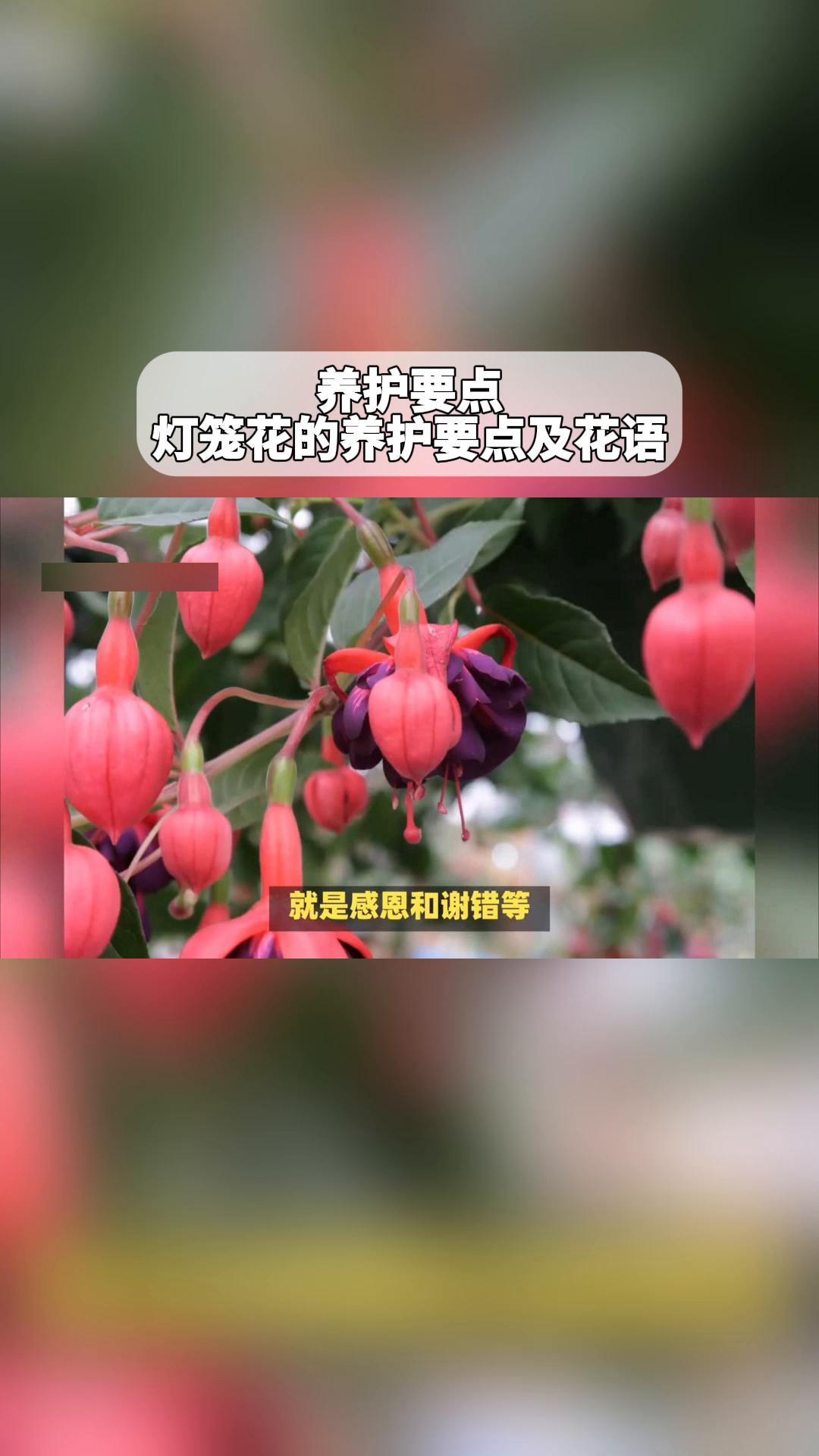 养护要点:灯笼花的养护要点及花语