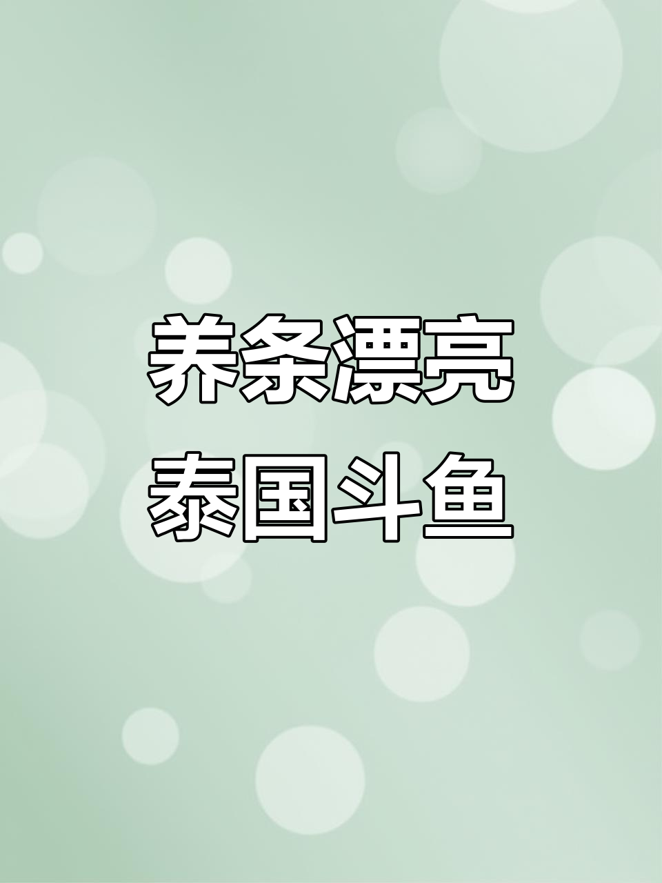 泰国斗鱼,美丽又好养!放在桌面或床头超惬意