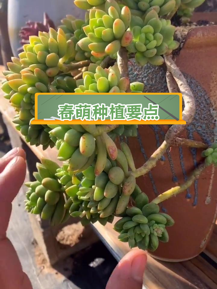 春萌多肉养护技巧