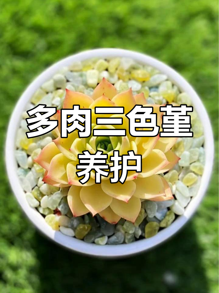 每天了解一种花:多肉三色堇的养护技巧