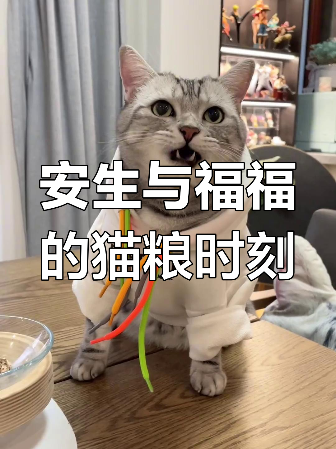 泡芙和安生终于团聚,猫咪生活新篇章