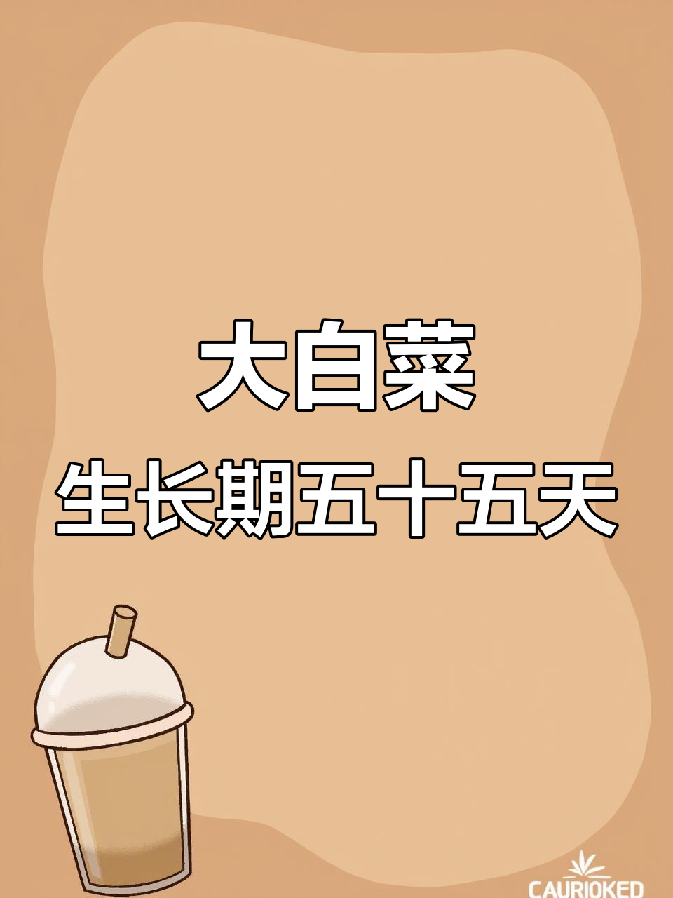 大白菜生长周期揭秘:从播种到收获只需55天