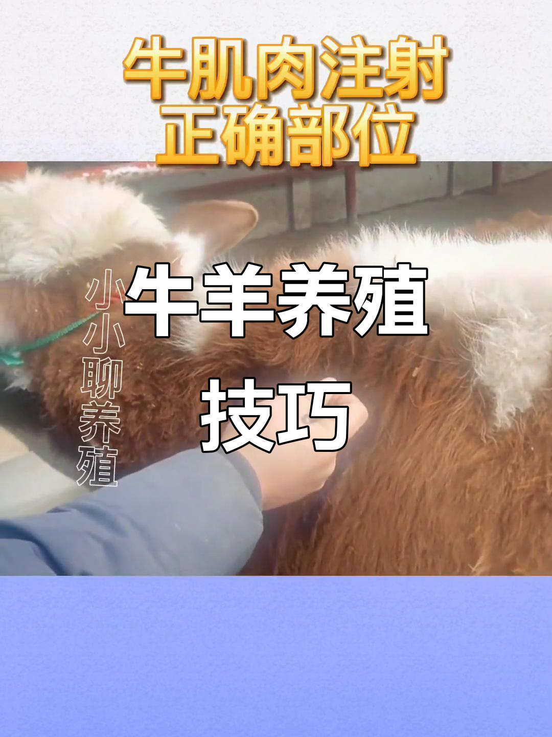 给牛打针的正确位置,轻松搞定肌肉注射