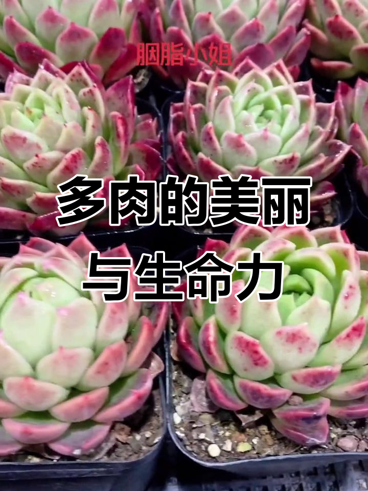胭脂小姐的多肉世界，一花一草皆有生命