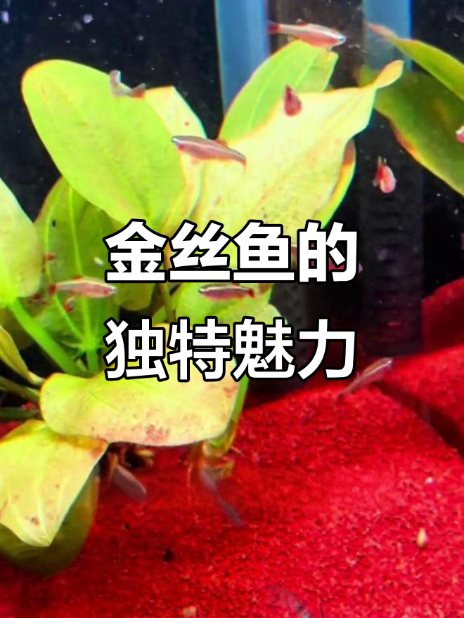 冬季耐寒,夏季无忧,白云金丝鱼美丽又易养