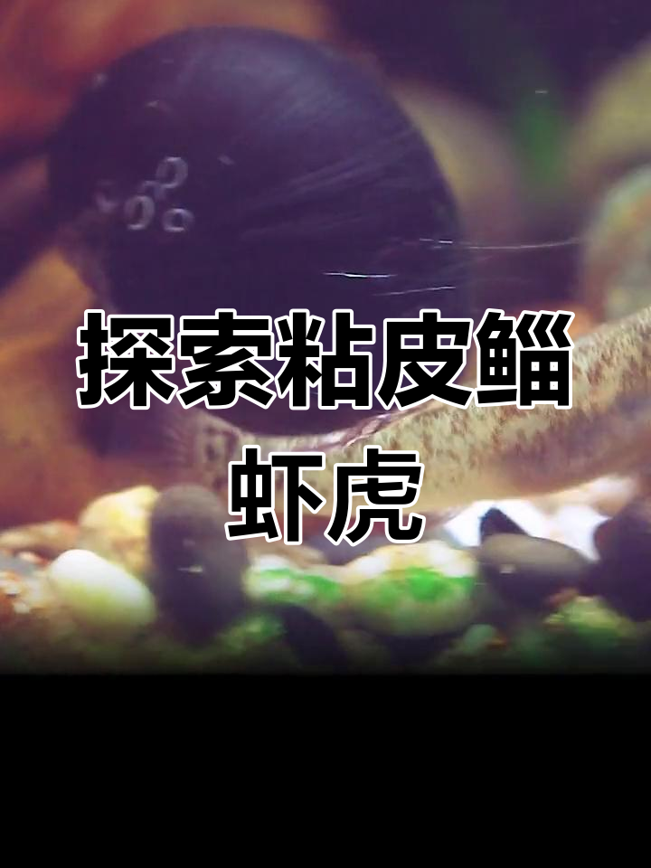 近距离观察粘皮鲻虾虎