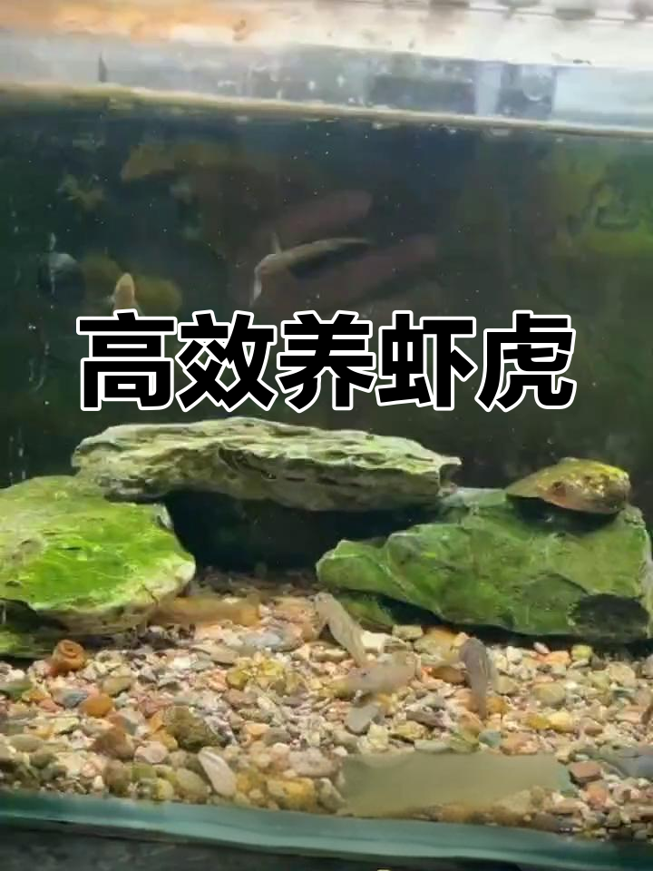 高帆褐吻虾虎鱼饲养技巧大揭秘