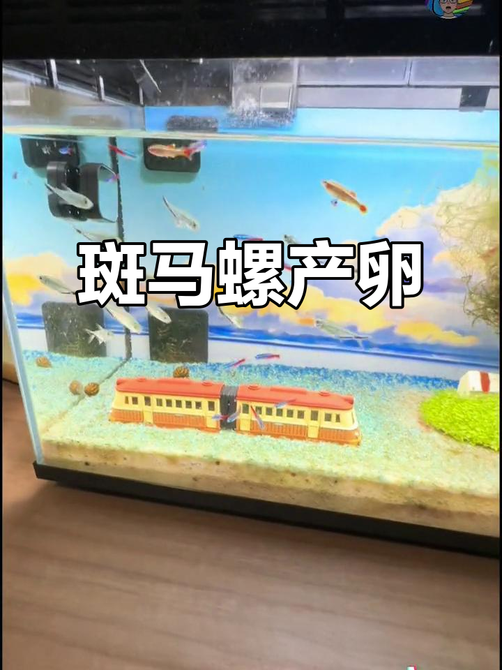 斑马螺成功产卵，小米鱼缸新进展！