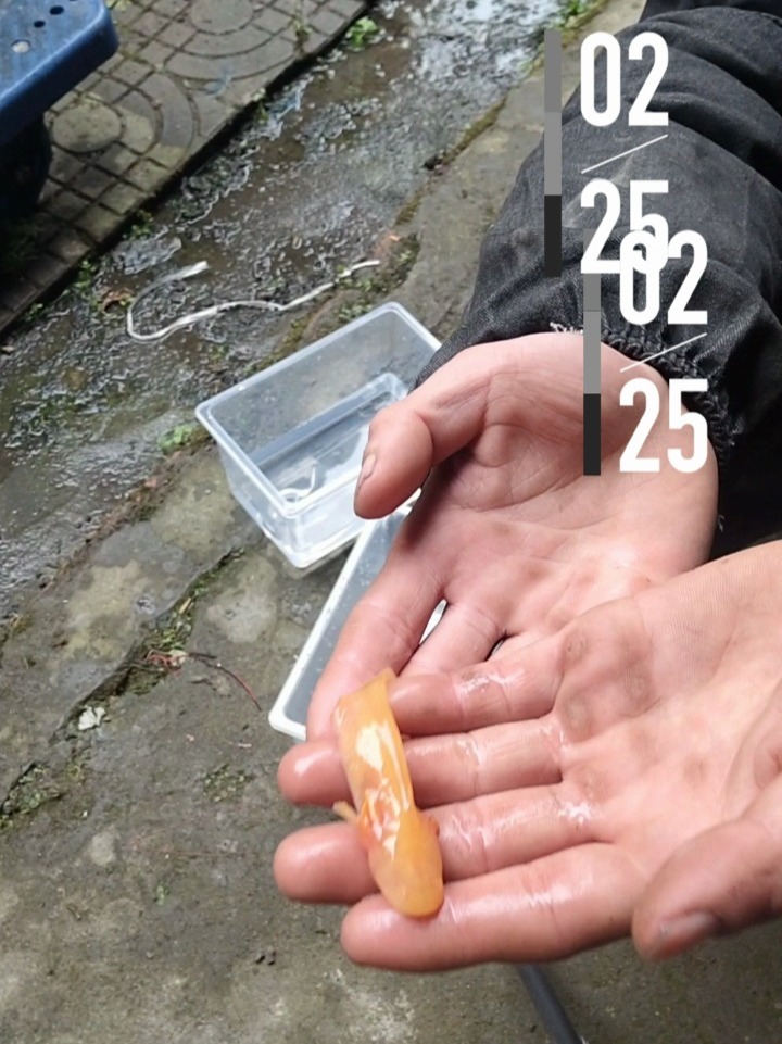 新手第一次给六角恐龙鱼换水