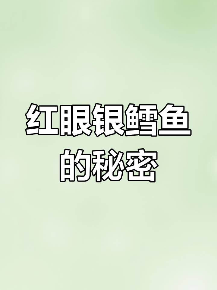 赤眼红银鳕鱼:流线型淡水巨星,杂食性鱼类揭秘