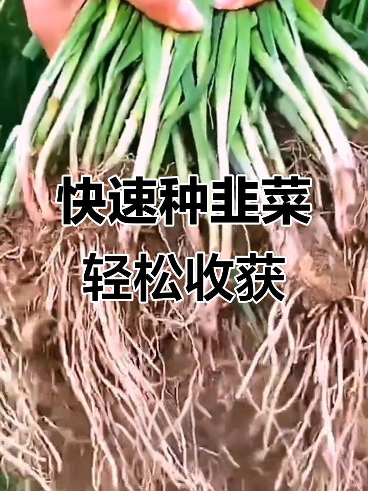 韭菜种植技巧:从种子到收割,简单又高效