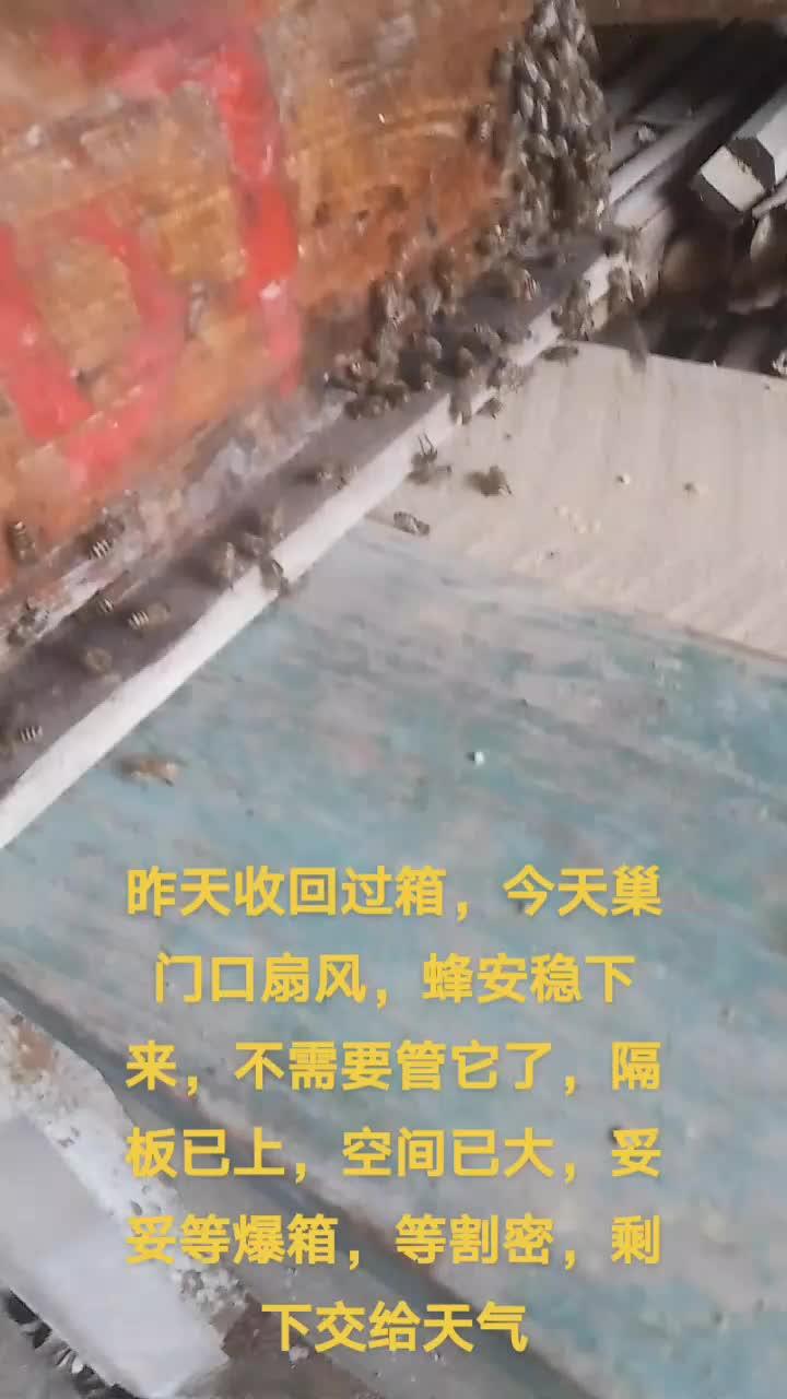 野生蜂蜜纯天然的养生黄金 好东西一起分享给大家 现场实拍 又是省心小蜜蜂
