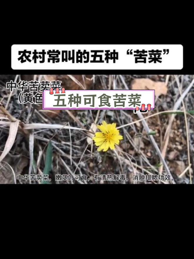 农村常见五种苦菜,清热解毒功效