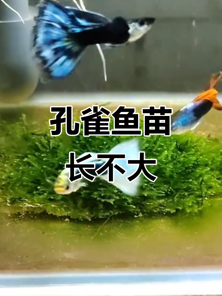 孔雀鱼苗生长速度大比拼,为什么有的长得快,有的慢?