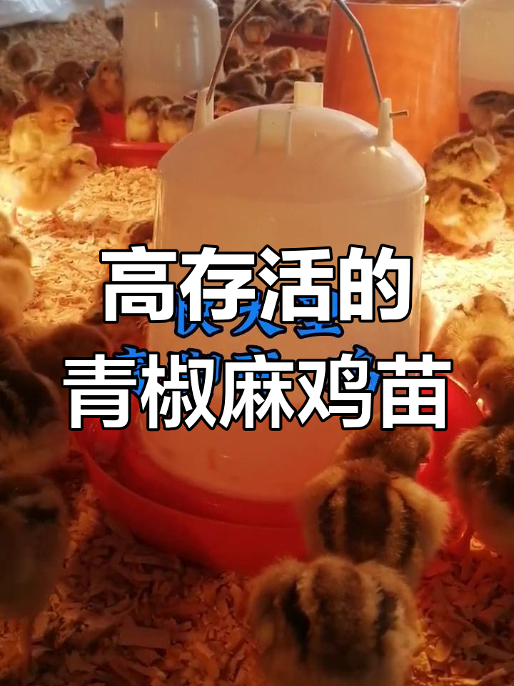 快大青脚麻鸡苗,高存活率助力养殖成功