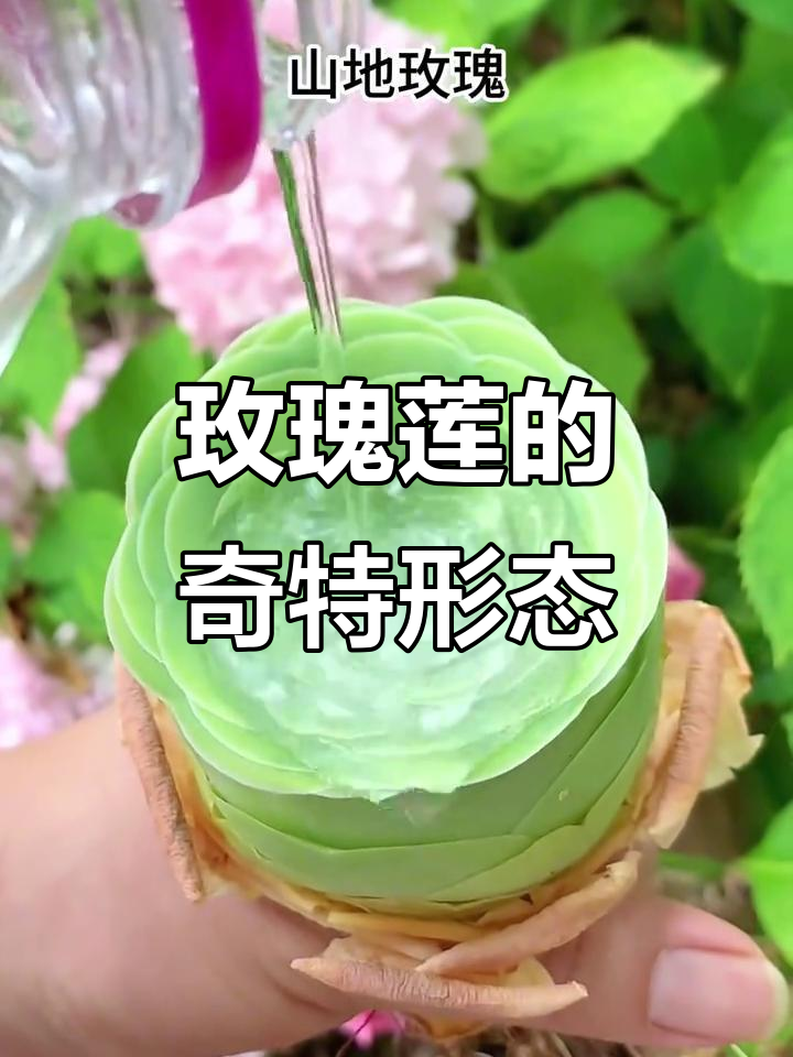 莲花掌因休眠时叶片如玫瑰花苞,得名“玫瑰莲”