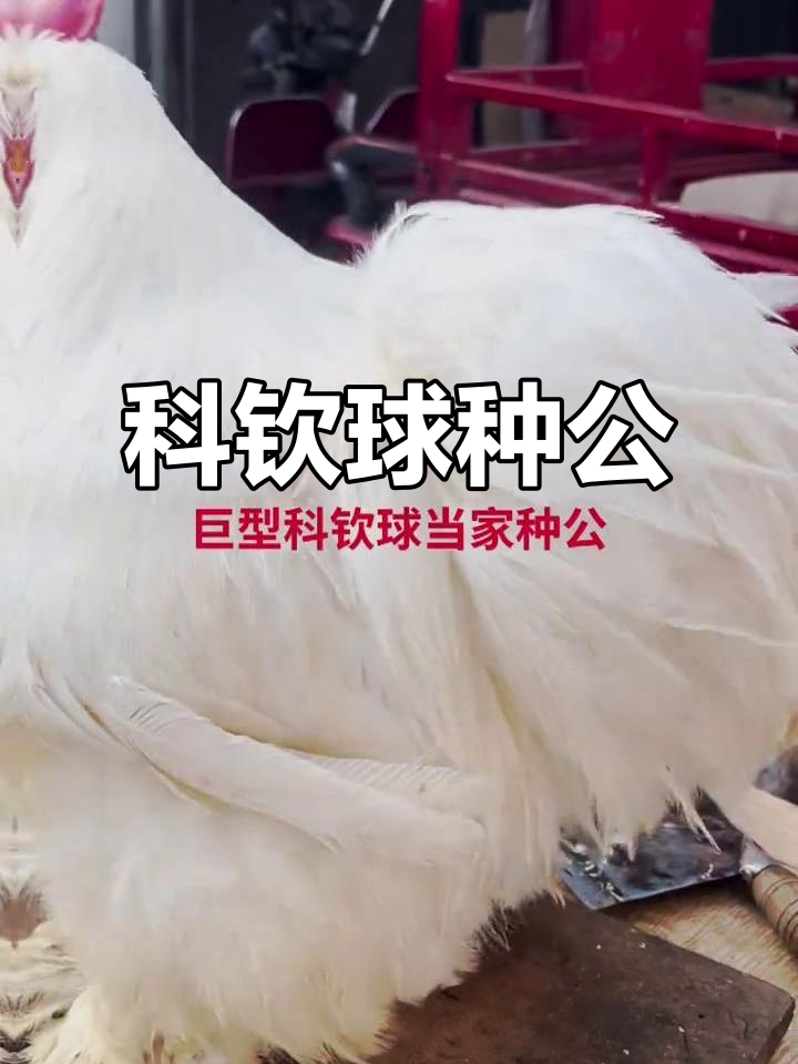 巨型科钦球种公,鸡届的奢华王者