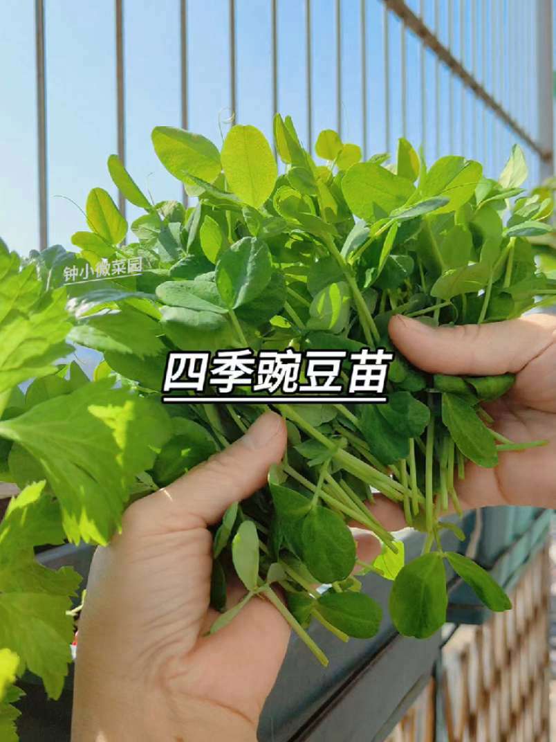 大家最近都在种什么菜呢?阳台盆栽 种植小技巧 在家种菜 豌豆苗 绿色蔬菜