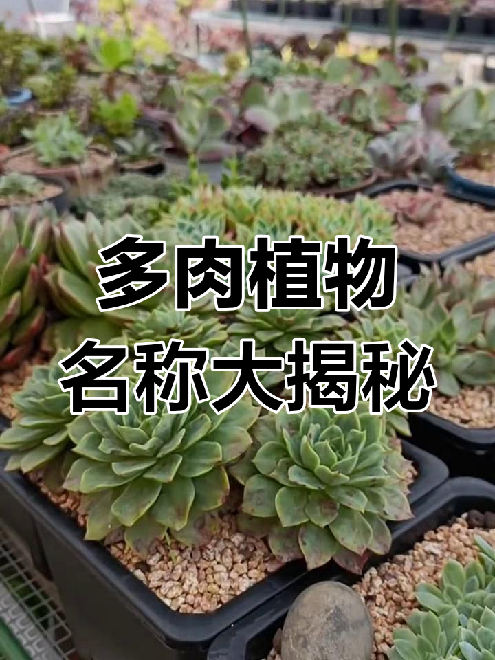 达摩宝珠、黄花照波,这些多肉名字你能记住吗?