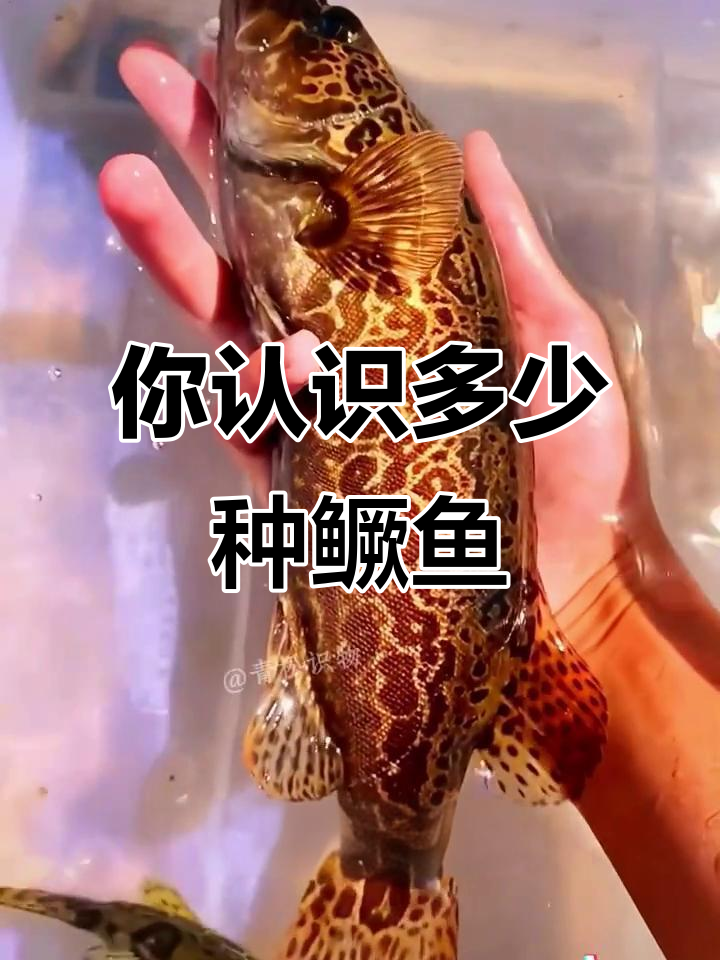 14种鳜鱼大揭秘，你了解几种？